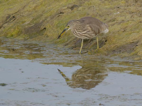 <h3>Ardeola grayii / Indian pond heron / Indische ralreiger</h3>OM-1 Mark II with OLYMPUS M.150-400mm F4.5 TC, 1/2000 sec at F5.6, ISO 640, distance 44.9 m